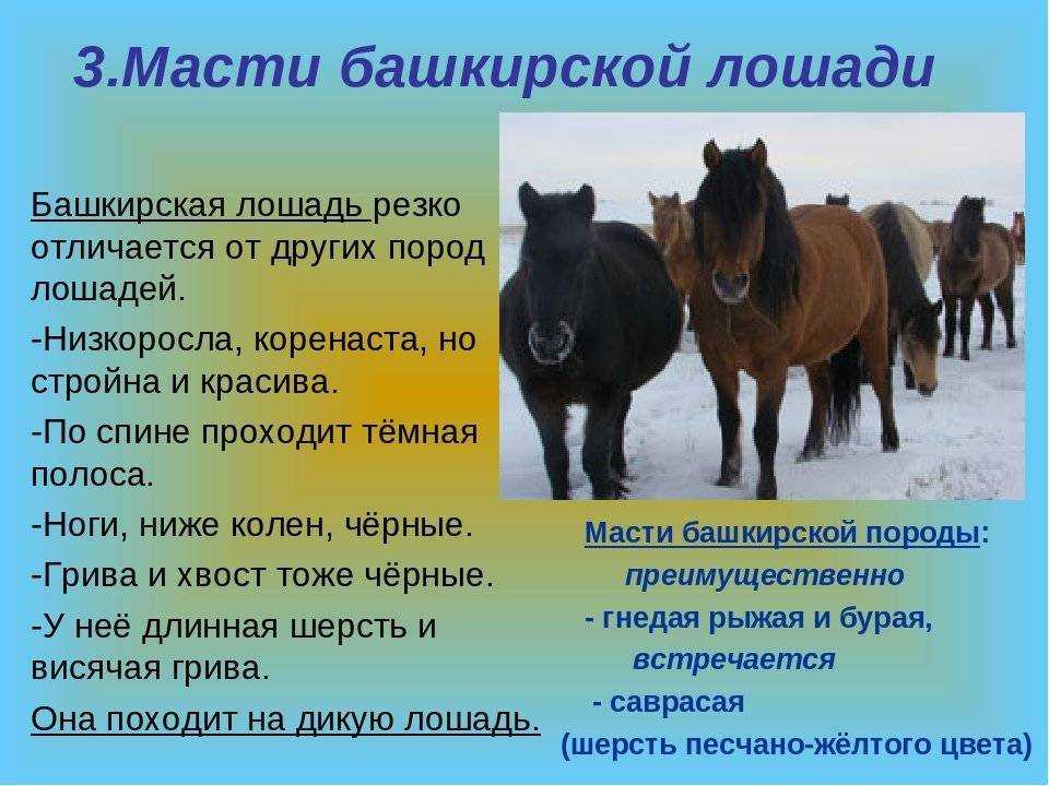 Башкирская лошадь особенности и перспективы разведения