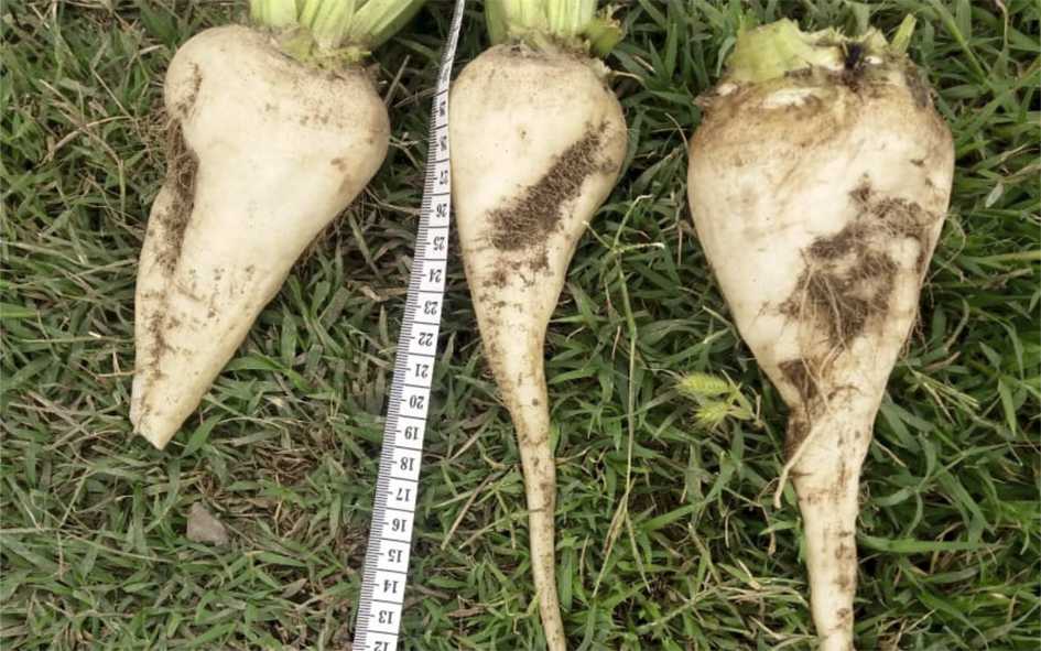 Эколого-биологические особенности  longidorus elongatus при паразитировании на сахарной свекле