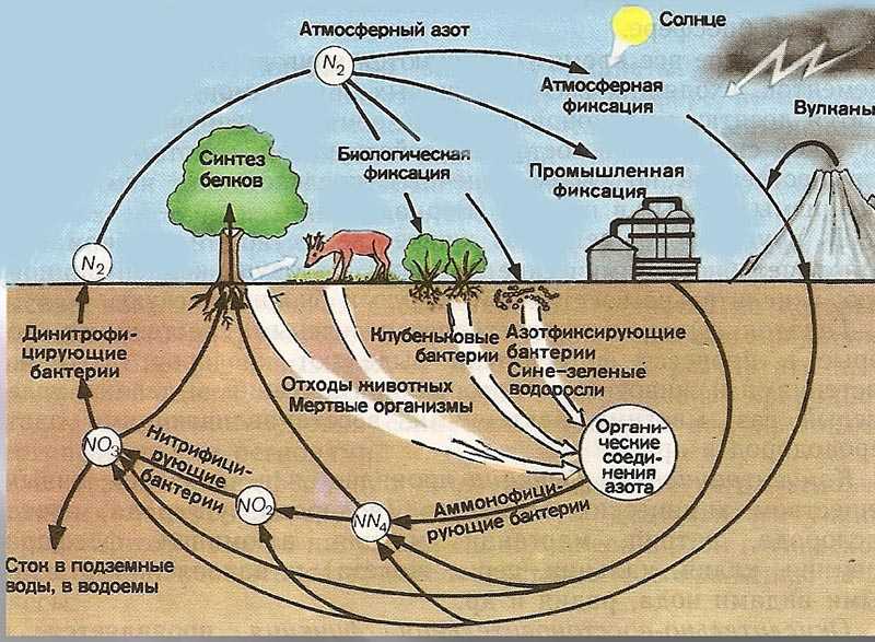 Хемосинтез | молекулярная биология