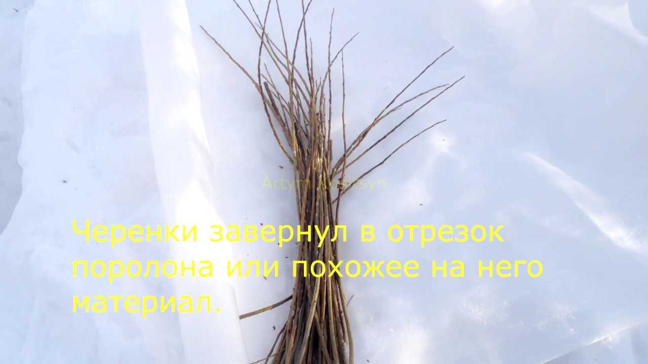 Ива: описание дерева, посадка и уход, виды и сорта, фото