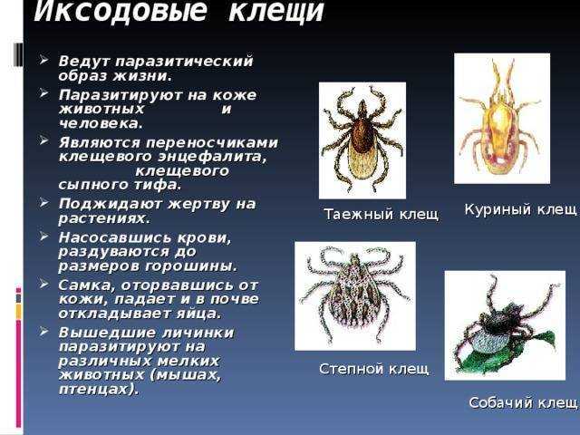 Аргасовые клещи (поселковые): опасность для человека, признаки нападения на животных