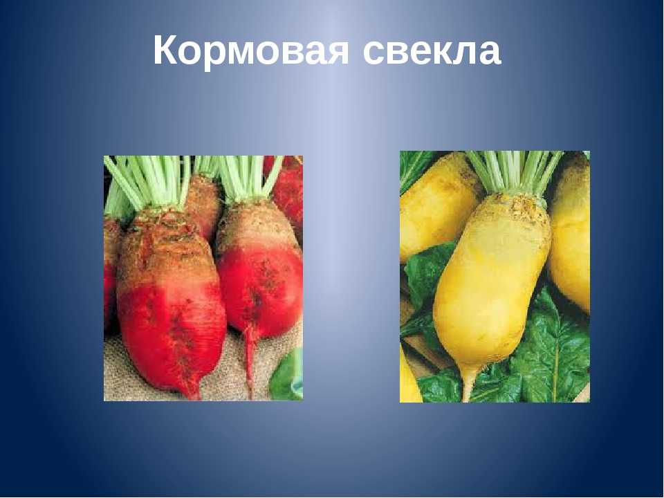 Фото свеклы сахарной и другие сведения о ней: как происходит уборка, где взять семена, какова урожайность с 1 га, а также технология возделывания