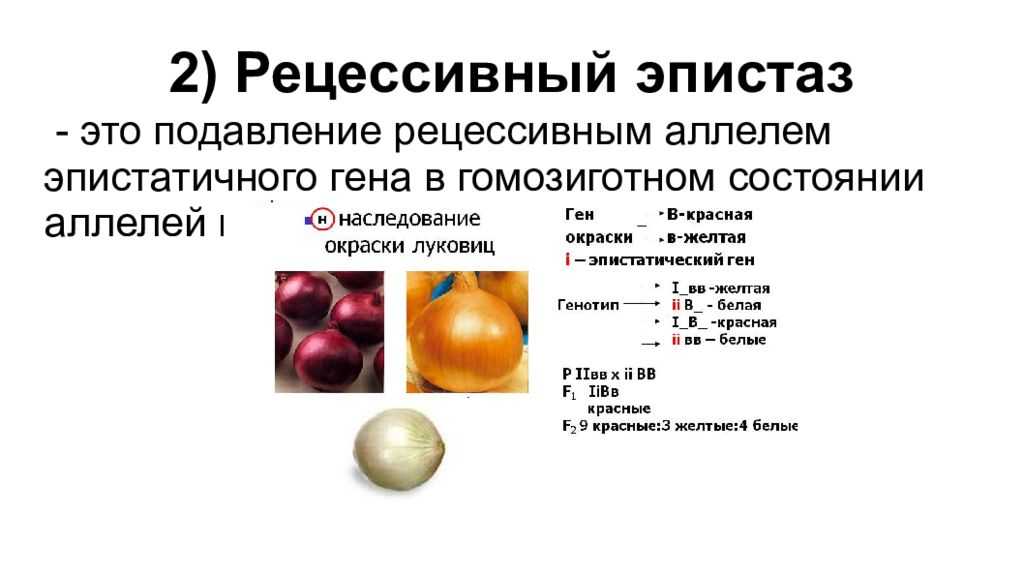 Множественный аллелизм