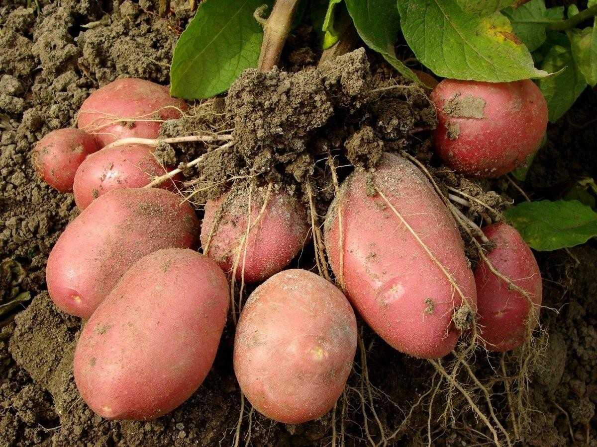 Мини-клубни супер-элиты картофеля дают отличные результаты — floraprice.ru