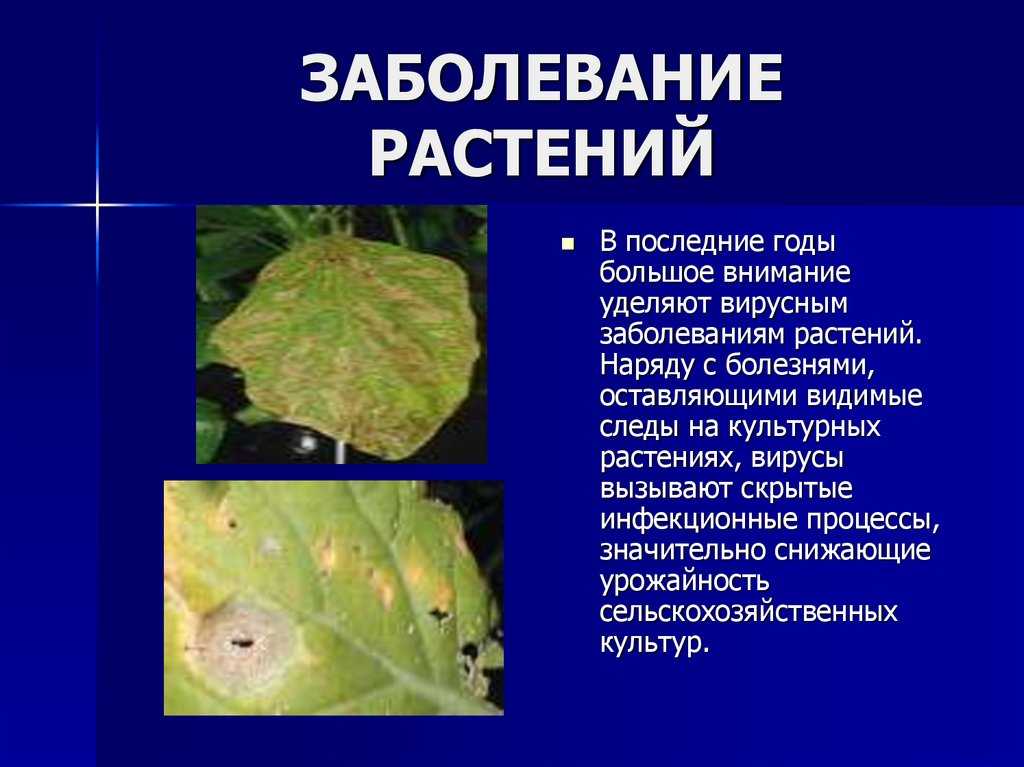 Общие сведения о вредителях и возбудителях болезней растений | cельхозпортал