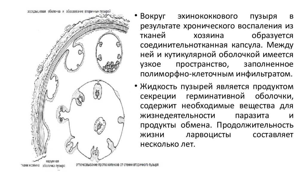 Болезни рыб