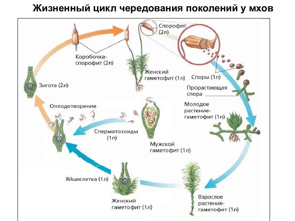 Морфология растений - т. а. сауткина - 2012