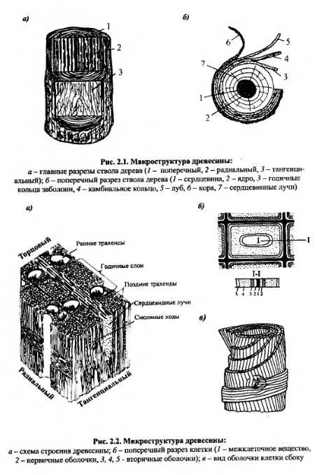 Схема из чего состоит дерево схема