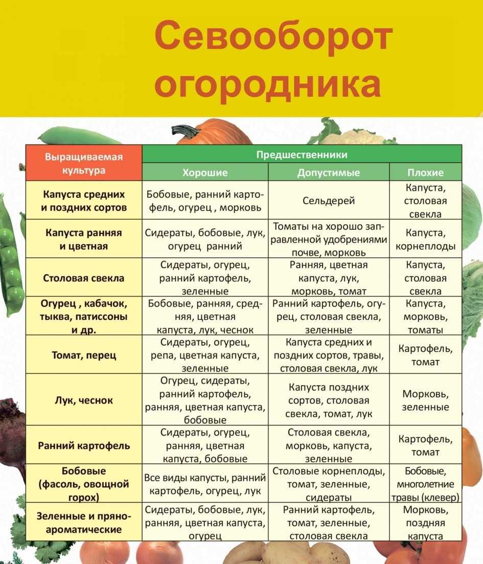 Как и когда сажать горох в открытый грунт, уход за посевами