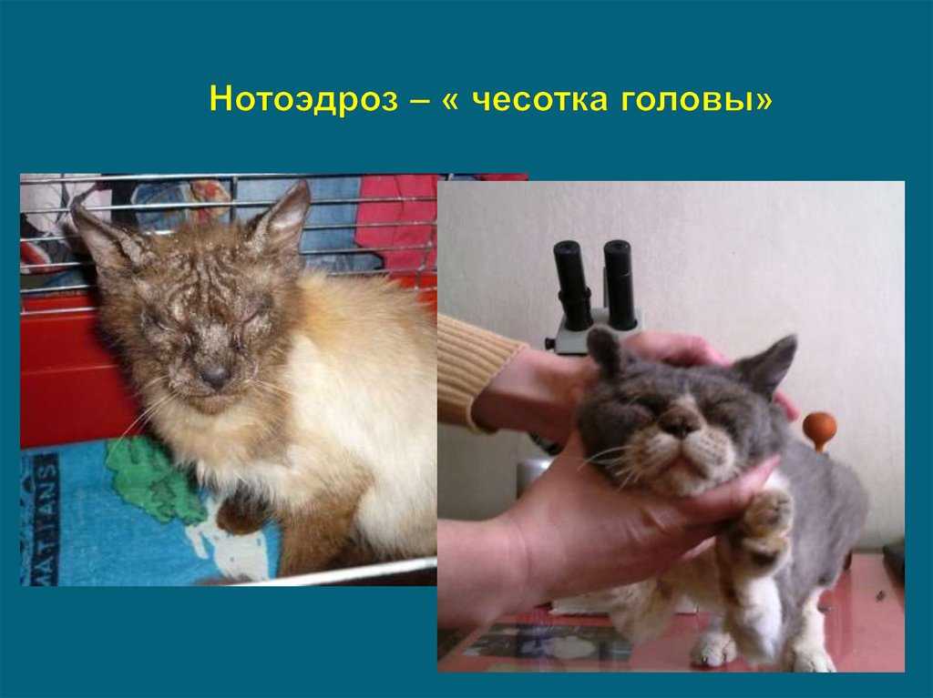 Нотоэдроз – симптомы и лечение чесотки у собак | ваши питомцы