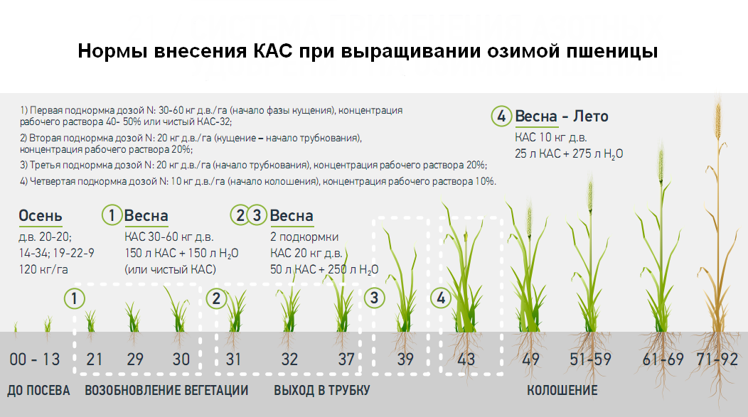 Посев, выращивание и удобрение яровой пшеницы