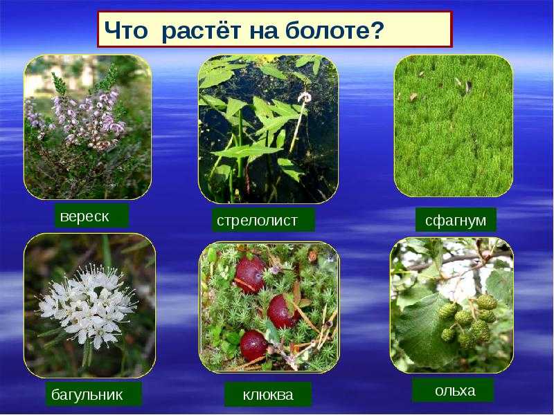 На верховом болоте можно встретить