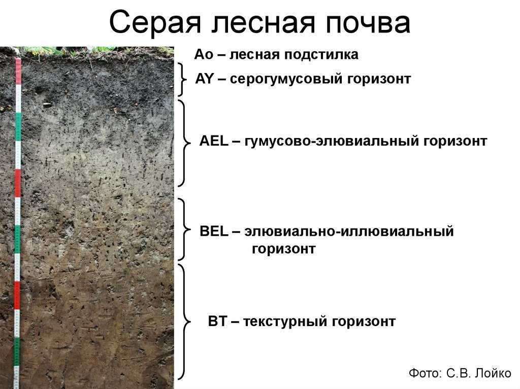 Теплофизические свойства и гидротермические режимы серых лесных почв обь-чумышского междуречья