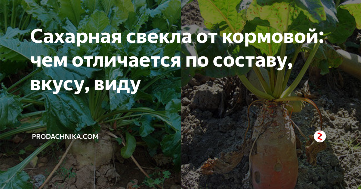 (28) биологические особенности одноростковой и многоростковой сахарной свеклы. особенности возделывания сельскохозяйственных культур - контрольная работа