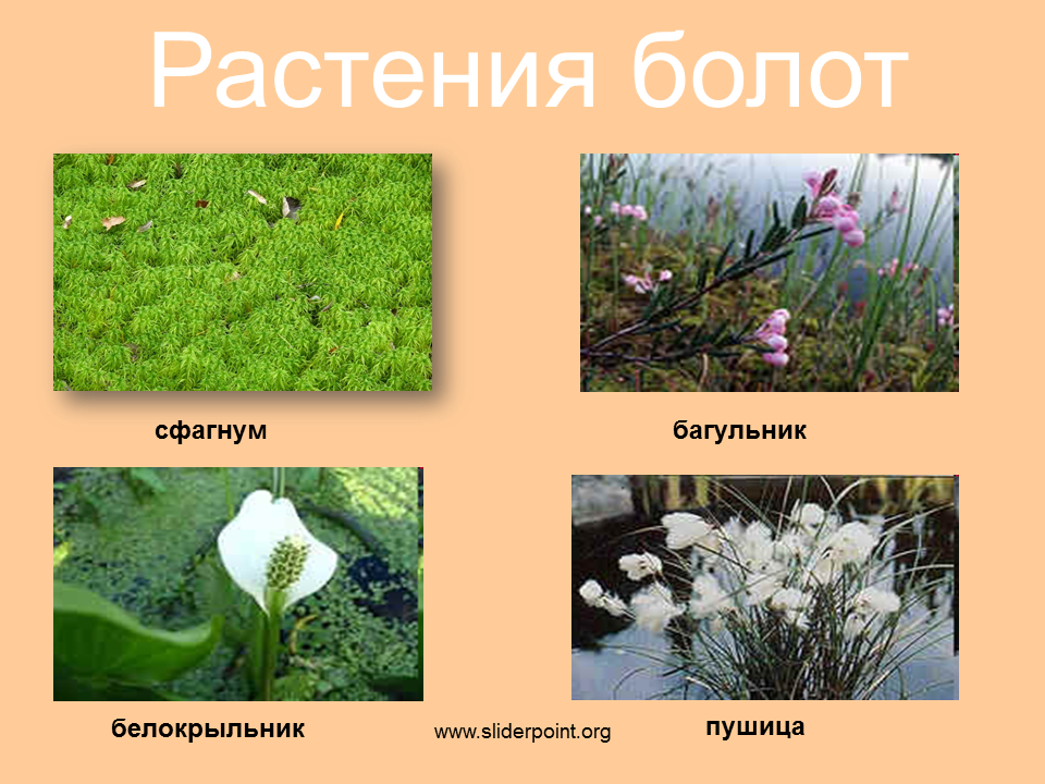 Растения болот. какими они бывают