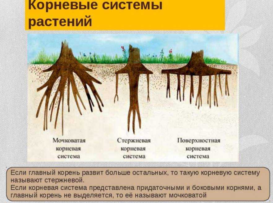 Корневая система сосны: особенности, болезни и вредители, уход