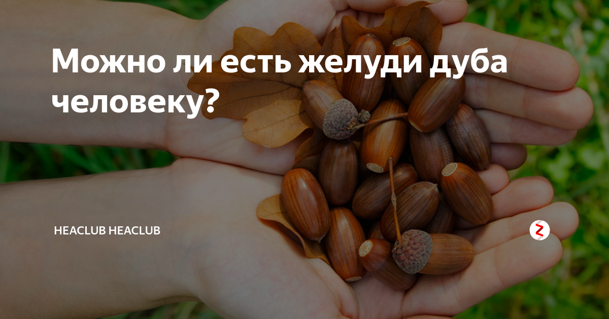 Как хранить желуди дуба до весны » сусеки