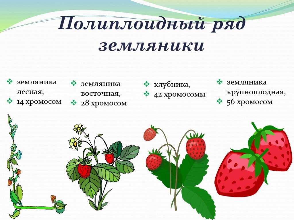 Что такое полиплоидия, ее значение и роль в образовании видов