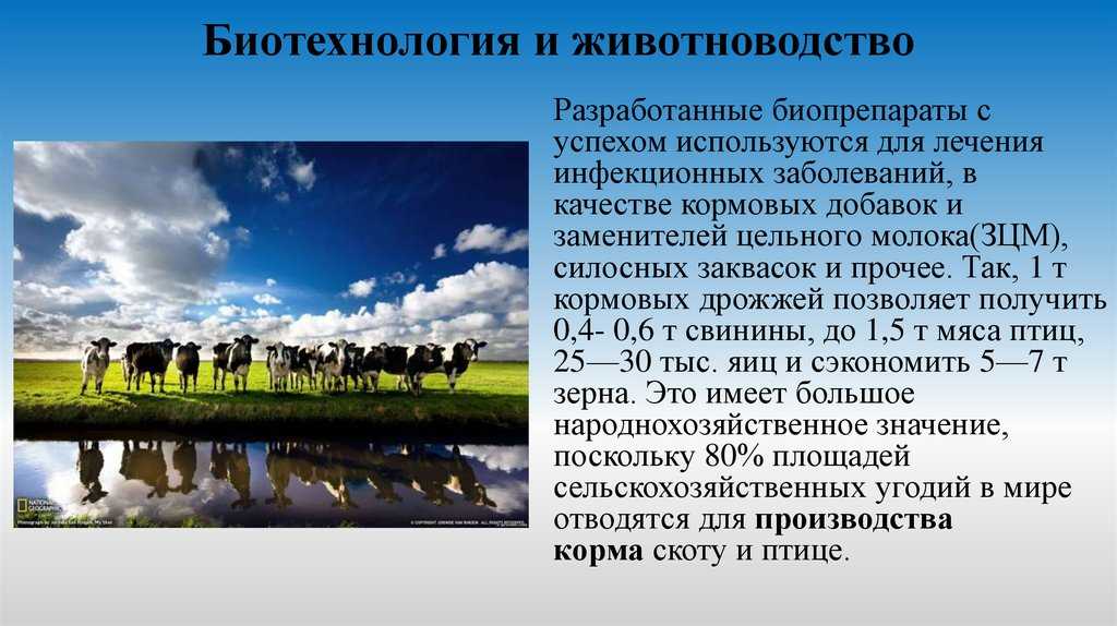 Селекция в условиях ведения животноводства