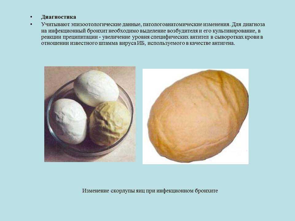 Инфекционный бронхит кур