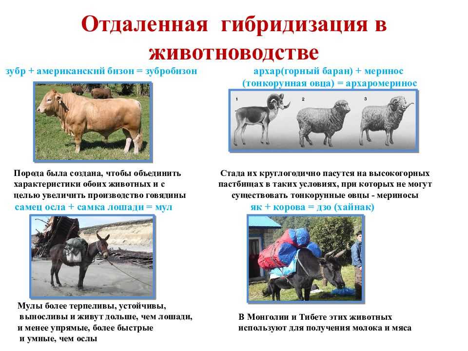 Селекция растений