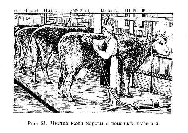 Гигиена собаки. дрессировка для начинающих