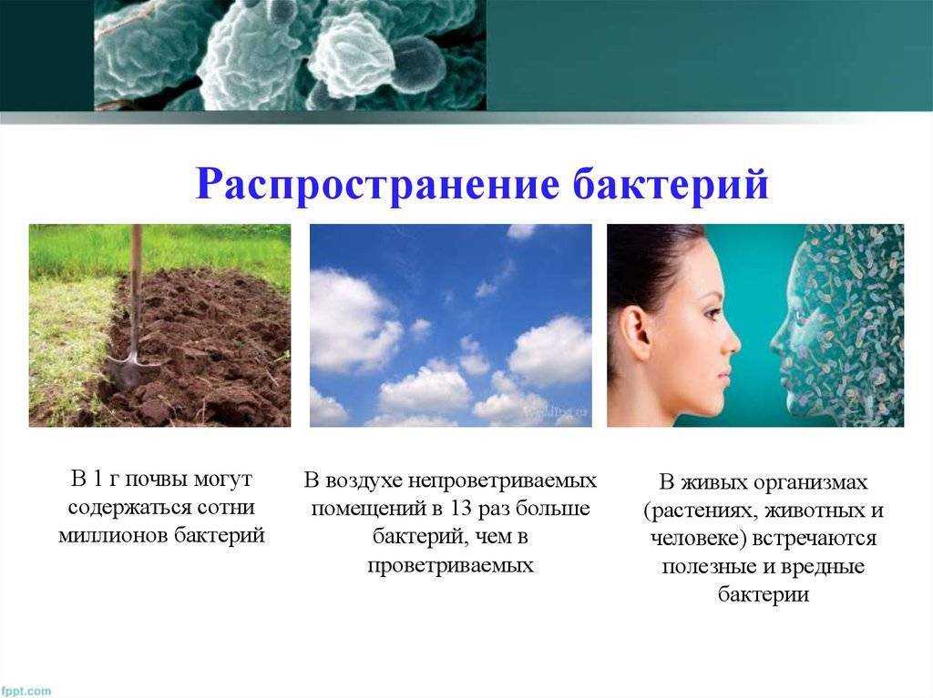 Тема: распространение микробов в природе. микрофлора почвы, воды, воздуха. санитарно-показательные микроорганизмы | авторская платформа pandia.ru