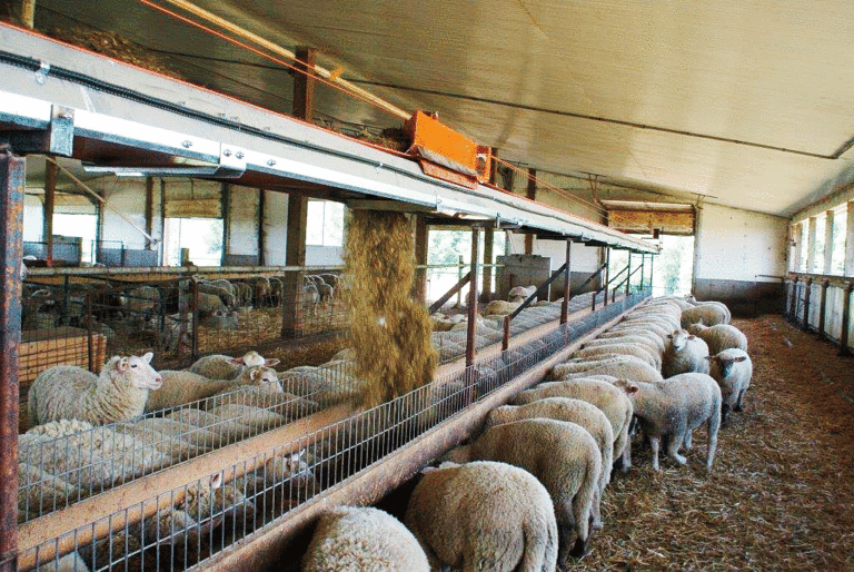 Организация ягнения и выращивания молодняка овец. технология интенсивного выращивания племенного молодняка романовской овцы. правила выращивание ягнят