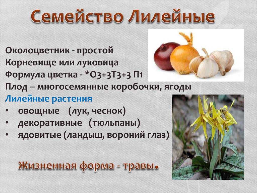 Семейство лилейные – общая характеристика представителей, формула цветка растений
