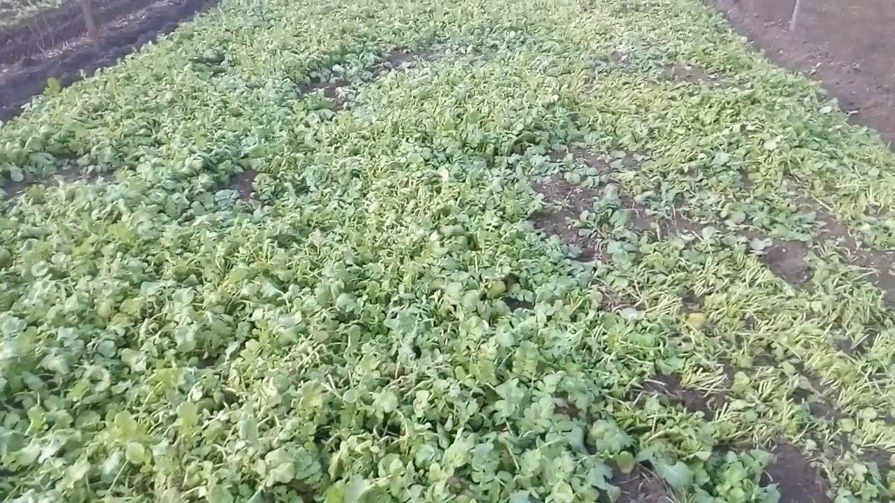 Редька масличная как сидерат для сада и огорода