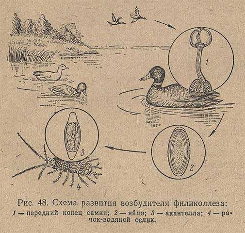Филиколлез птиц - manada.ru