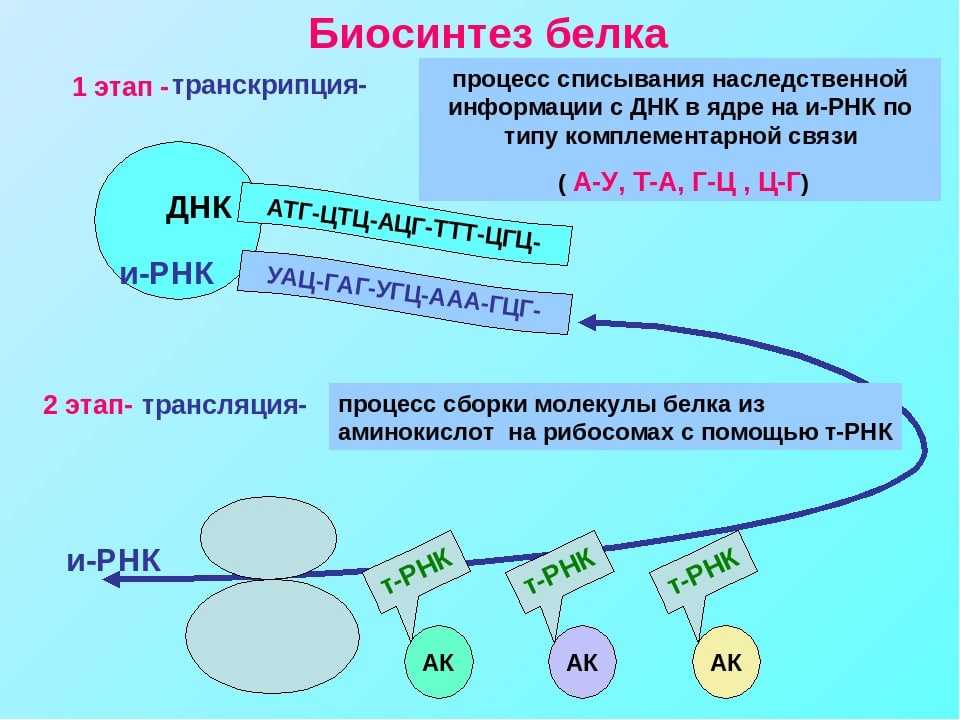 § 23. генетический код и его свойства: генетический код и его свойства