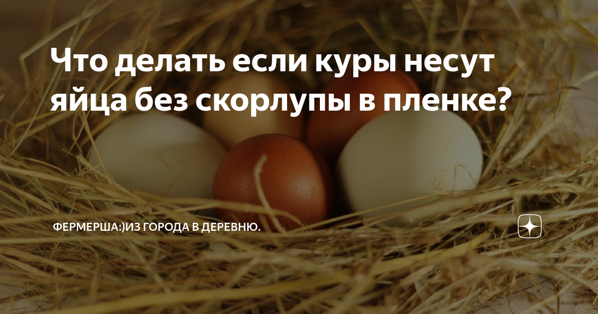 Яйца птиц и их экспертиза