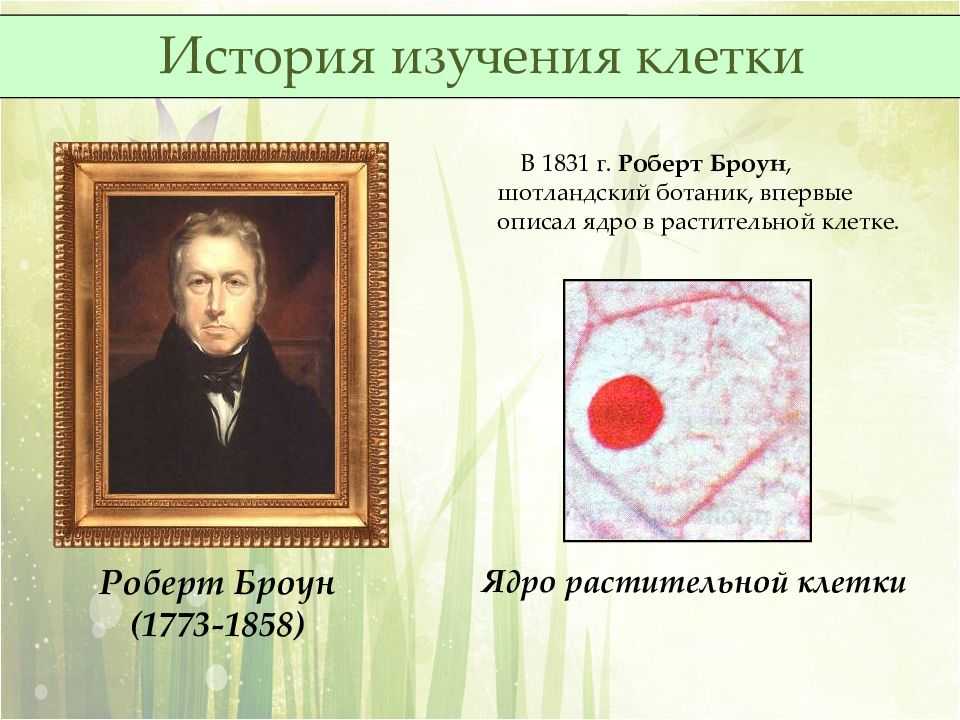 Клетка. история изучения клетки