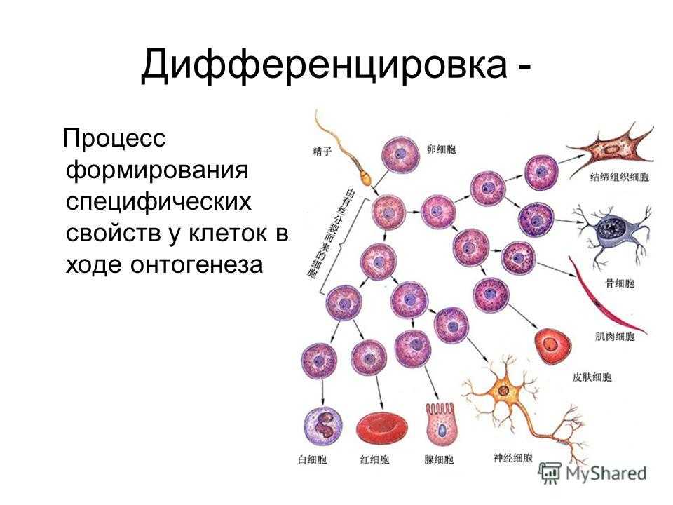 Особенности дифференцировки клеток эпителиального слоя слизистой оболочки тонкой кишки | статья в журнале «молодой ученый»