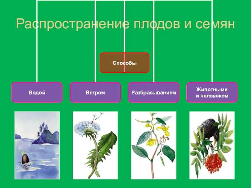 Описание способов распространения семян растений в природе
