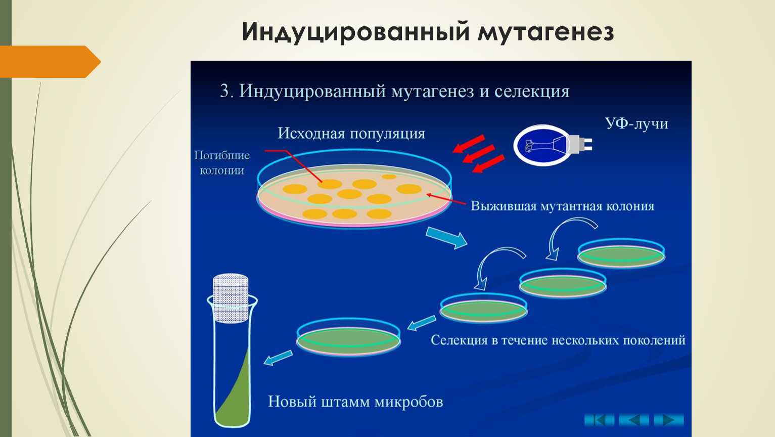 Впервые мутагенный эффект рентгеновского излучения был открыт