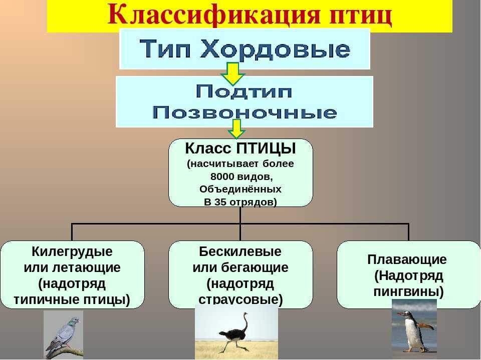 Внешнее строение птиц – таблица особенностей, приспособления к полету (биология, 7 класс)