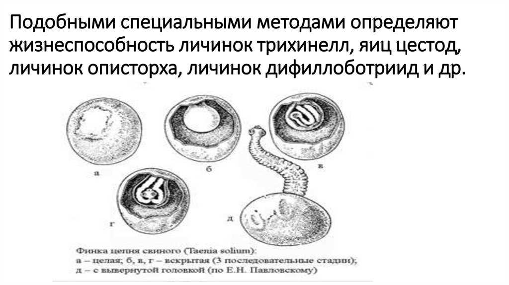 Механизм патогенного действия гельминтов таблица