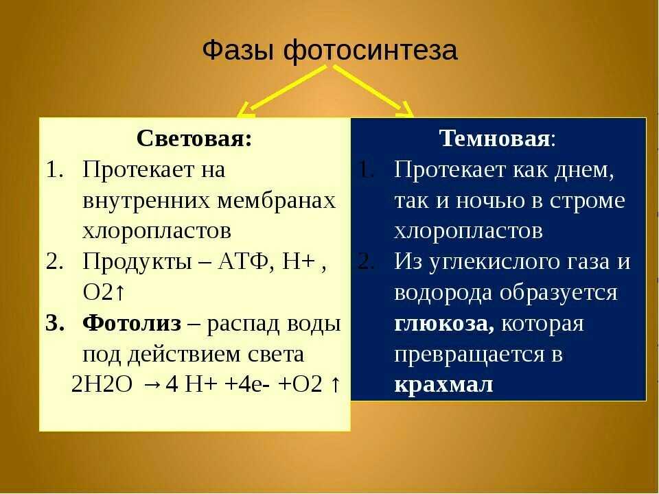 Фотосинтез  биология > лаборатория фитоинвазий