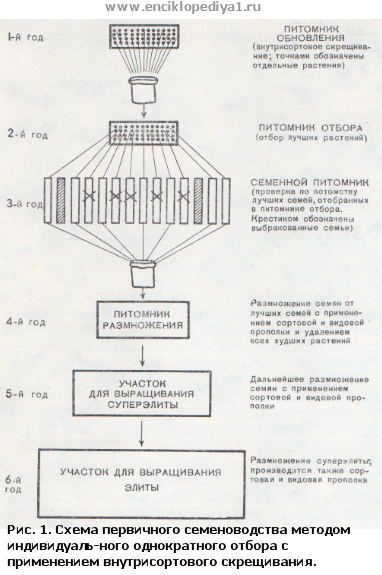 Ru2013154151a - схема первичного семеноводства зерновых культур 
        - google patents