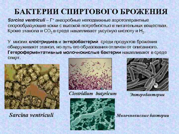 Брожение спиртовое: что это за процесс и его формула