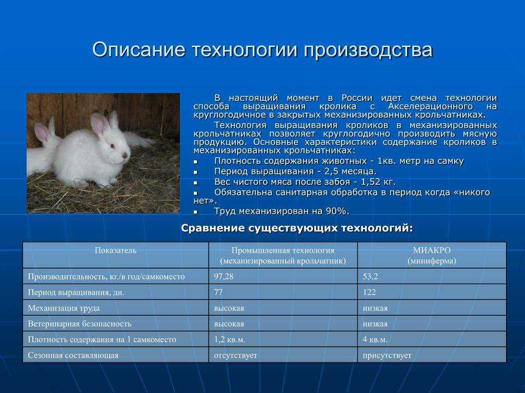 Разведение кроликов: практическое руководство | домашние животные
