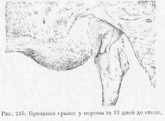 Симптомы и диагностика грыжи у теленка, что делать и как лечить
