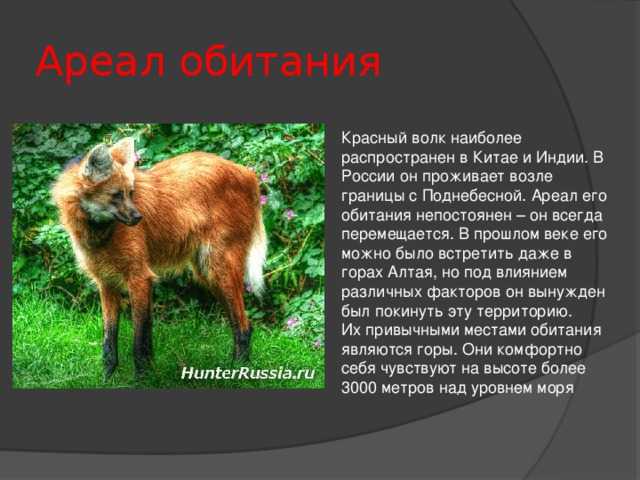 Красный волк в хабаровском крае - миф?! | личное пространство