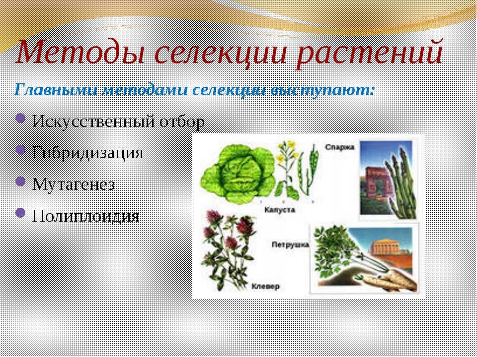 Методы селекции растений