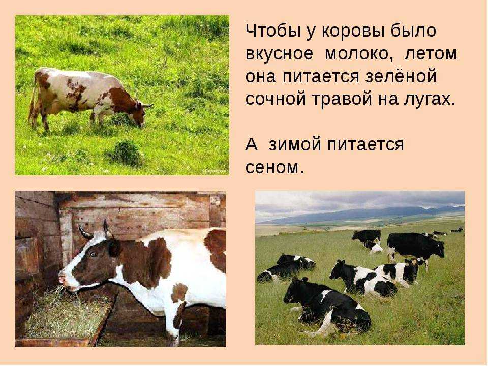 Причины яловости коров и как этого избежать