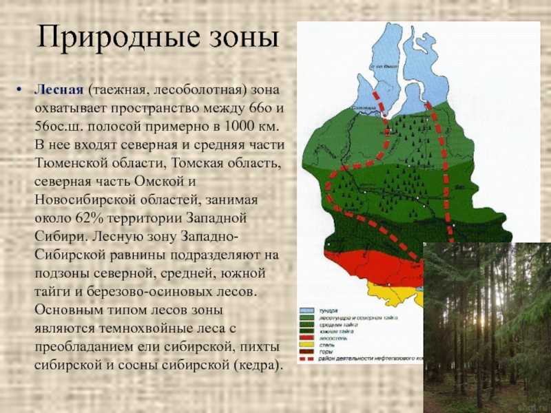 Природные зоны западной сибири и равнины, карта и таблица
