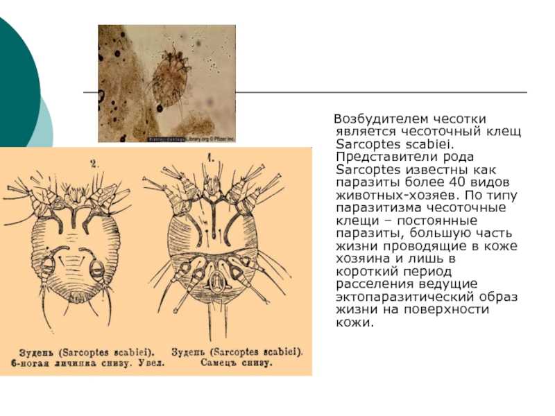 Чесотка у лошадей чем лечить