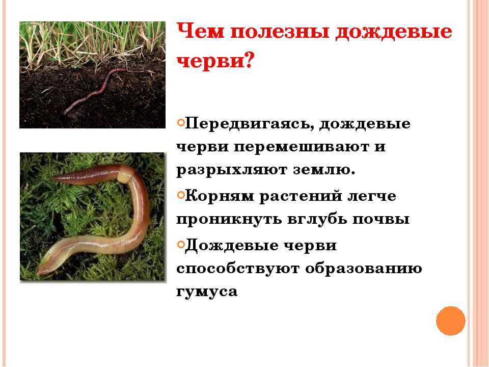 Дождевой червь: чем он полезен на дачном участке?
